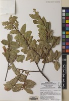 Filed as Nothofagus obliqua (Mirb.) Blume [family NOTHOFAGACEAE]