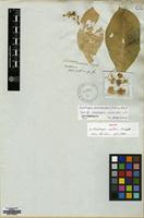 Isotype of Calotropis wallichii Wight [family APOCYNACEAE]