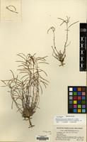 Isotype of Boechera gunnisoniana (Rollins) W.A. Weber [family CRUCIFERAE]