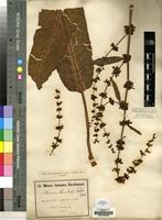 Type of Rumex steudelii A.Br. [family POLYGONACEAE]