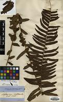 Isosyntype of Nephrodium brownii Desv. [family DRYOPTERIDACEAE]