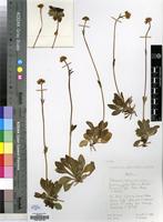 Holotype of Valeriana capensis Thunb. var. nana B.L.Burtt [family VALERIANACEAE]