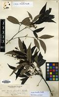 Isotype of Guioa discolor Radlk. [family SAPINDACEAE]