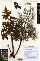 Filed as Ceratopteris thalictroides (L.) Brongn. [family PARKERIACEAE]