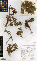 Filed as Craterocapsa tarsodes Hilliard&B.L.Burtt [family CAMPANULACEAE]