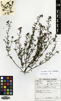 Filed as Jamesbrittenia montana (Diels) Hilliard [family SCROPHULARIACEAE]