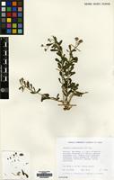 Filed as Vernonia cinerascens Sch. Bip. [family COMPOSITAE]
