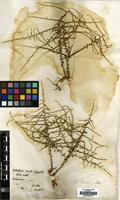 Type of Artemisia herba-alba Asso [family COMPOSITAE]