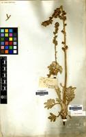 Filed as Acaena splendens Hook. & Arn. [family ROSACEAE]