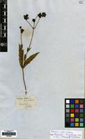 Isotype of Verbena venosa Gill.&Hook. [family VERBENACEAE]