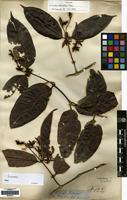 Isotype of Cuviera trilocularis Hiern [family RUBIACEAE]
