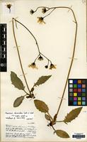 Isotype of Hieracium diversidens Sell & West [family COMPOSITAE]