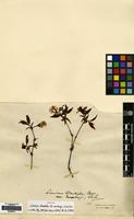 Isotype of Lonicera standishii Hock. var. monbeigii W.W.Sm. [family CAPRIFOLIACEAE]