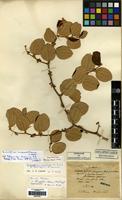 Type of Paliurus mairei H. Lev. [family RHAMNACEAE]
