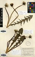 Isolectotype of Taraxacum cophocentrum Dahlst. [family COMPOSITAE]