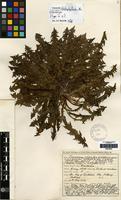 Isolectotype of Taraxacum calophyllum Dahlst. [family COMPOSITAE]