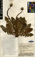 Type of Taraxacum strictophyllum Dahlst. var. immaculatum Dahlst. [family COMPOSITAE]