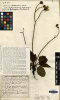 Lectotype of Hieracium dicella P.D.Sell & C.West [family COMPOSITAE]