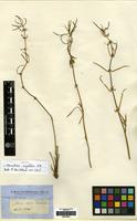 Isotype of Alternanthera angustifolia R.Br. [family AMARANTHACEAE]