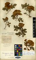 Syntype of Rosa tongchouanensis H. Lev. [family ROSACEAE]