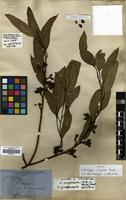 Isosyntype of Eucalyptus conglobata Maiden [family MYRTACEAE]
