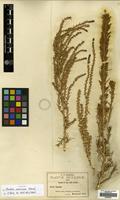 Isotype of Dondia mexicana Standl. [family AMARANTHACEAE]