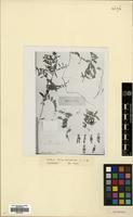 Type of Vicia hyrcanica Fisch.& C.A.Mey. [family LEGUMINOSAE]