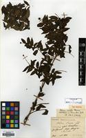 Syntype of Adina fauriei H.Lev. [family RUBIACEAE]