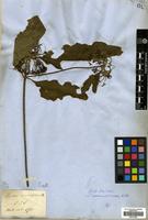 Type of Pavetta naucleiflora G.Don [family RUBIACEAE]