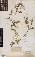 Filed as Erodium ciconium (L.) L'Her. [family GERANIACEAE]