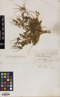 Filed as Erodium acaule (L.) Bech. & Thell. [family GERANIACEAE]