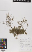 Filed as Erodium acaule (L.) Bech. & Thell. [family GERANIACEAE]