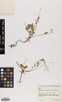 Filed as Erodium glaucophyllum (L.) L'Hér. [family GERANIACEAE]