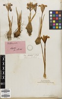 Filed as Iris reticulata M.Bieb. [family IRIDACEAE]
