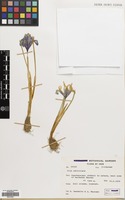 Filed as Iris reticulata M.Bieb. [family IRIDACEAE]