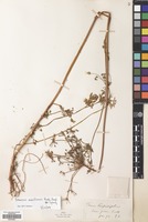 Filed as Daucus montanus Humb., Bonpl. ex Spreng. [family UMBELLIFERAE]
