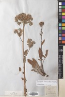 Filed as Phacelia secunda J.F. Gmel. [family BORAGINACEAE]