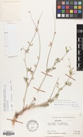 Filed as Astragalus squarrosus Bunge var. sangonensis Ali [family LEGUMINOSAE]