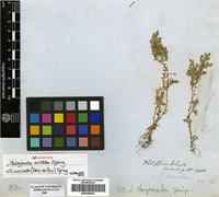 Isosyntype of Selaginella aristata Spring [family SELAGINELLACEAE]