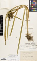 Filed as Sparganium erectum L. subsp. microcarpum (Neuman) Hyl. [family SPARGANIACEAE]