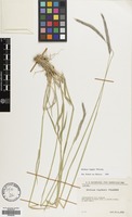 Filed as Hordeum bogdanii Wilensky [family GRAMINEAE]