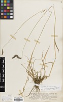 Filed as Hordeum brevisubulatum (Trin.) Link [family GRAMINEAE]