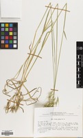 Filed as Avena eriantha Durieu [family GRAMINEAE]