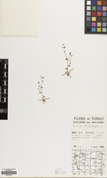 Filed as Saxifraga tridactylites L. [family SAXIFRAGACEAE]