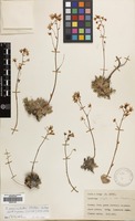 Filed as Saxifraga paniculata Mill. subsp. cartilaginea (Willd.) D.A.Webb [family SAXIFRAGACEAE]