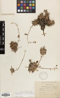 Filed as Saxifraga paniculata Mill. subsp. cartilaginea (Willd.) D.A.Webb [family SAXIFRAGACEAE]
