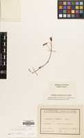 Filed as Saxifraga rotundifolia L. [family SAXIFRAGACEAE]