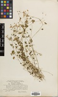 Filed as Saxifraga cymbalaria L. [family SAXIFRAGACEAE]