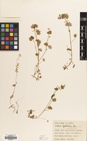 Filed as Saxifraga cymbalaria L. [family SAXIFRAGACEAE]