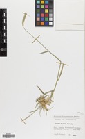 Filed as Hordeum bogdanii Wilensky [family GRAMINEAE]
